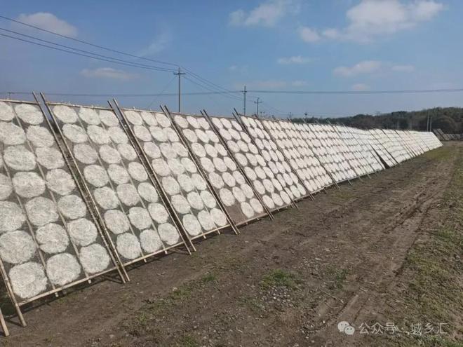 六日「第二人生」可持续闲置市集市集预告！不朽情缘电子游戏网址11月15-16日周(图7)